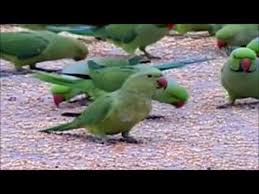 Conditional bail to the seller of the parrot | ४३ पोपट बाळगणाऱ्या विक्रेत्याला सशर्त जामीन  Conditional bail to the seller of the parrot | ४३ पोपट बाळगणाऱ्या विक्रेत्याला सशर्त जामीन