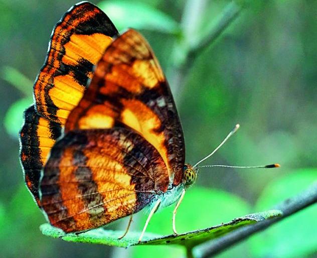 Nakhava butterfly for the first time in the sub- capital | उपराजधानीत पहिल्यांदाच नाखवा फुलपाखराची नाेंद Nakhava butterfly for the first time in the sub- capital | उपराजधानीत पहिल्यांदाच नाखवा फुलपाखराची नाेंद