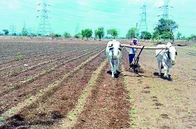 More than 4,000 farmers did sowing without catching the 'soil ball' | ‘मातीचा चेंडू’ न झेलता 4 हजारांहून अधिक शेतकऱ्यांनी केली पेरणी More than 4,000 farmers did sowing without catching the 'soil ball' | ‘मातीचा चेंडू’ न झेलता 4 हजारांहून अधिक शेतकऱ्यांनी केली पेरणी