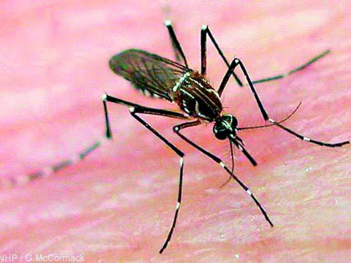 Arvit dengue removed on the head; Infection of ten persons | आर्वीत डेंग्यूने काढले डोके वर; दहा व्यक्तींना लागण Arvit dengue removed on the head; Infection of ten persons | आर्वीत डेंग्यूने काढले डोके वर; दहा व्यक्तींना लागण