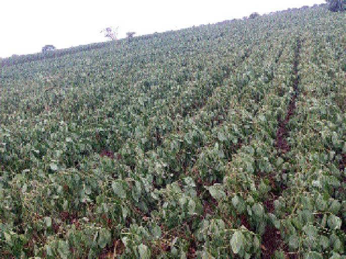 Demand for irrigation of crops | पिकांचा पंचनामा करण्याची मागणी