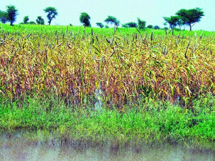3 thousand hectares of crops in water | ८४ हजार हेक्टरवरील पिके पाण्यात 3 thousand hectares of crops in water | ८४ हजार हेक्टरवरील पिके पाण्यात