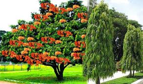 Where did the green go? | हिरवाई गेली कुठे? Where did the green go? | हिरवाई गेली कुठे?