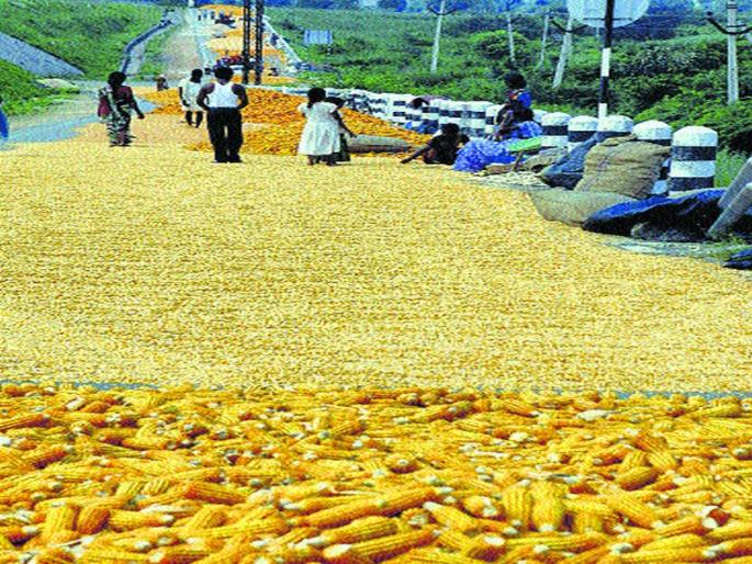 Maize will be purchased in Nashik district | नाशिक जिल्ह्यात मका खरेदी होणार Maize will be purchased in Nashik district | नाशिक जिल्ह्यात मका खरेदी होणार