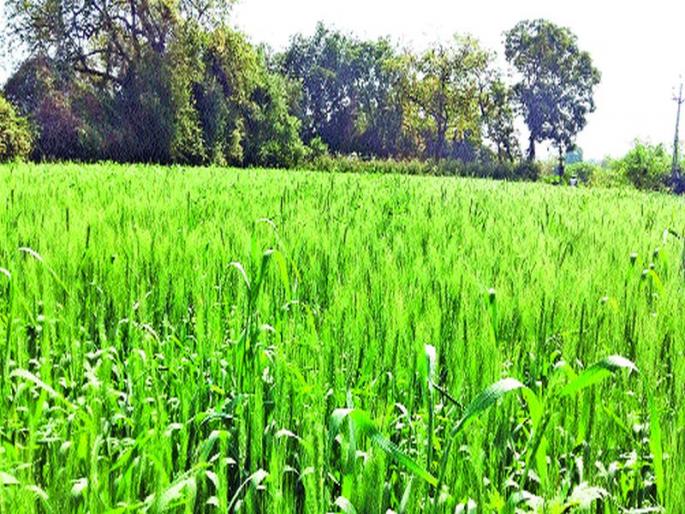 Rabi crops are rotten due to hailstorm | गारव्यामुळे रब्बीची पिके तरारली Rabi crops are rotten due to hailstorm | गारव्यामुळे रब्बीची पिके तरारली