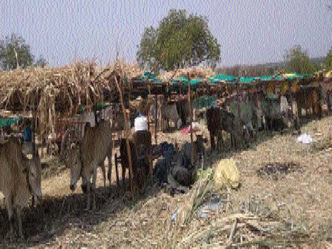 With no payment, decision to close the camp | देयके न मिळाल्यामुळे छावणी बंद करण्याचा निर्णय With no payment, decision to close the camp | देयके न मिळाल्यामुळे छावणी बंद करण्याचा निर्णय