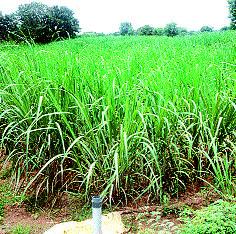 Water conservation has happened in two villages, Green Revolution | जलसंवर्धनाने घडली दोन गावांत हरितक्रांती Water conservation has happened in two villages, Green Revolution | जलसंवर्धनाने घडली दोन गावांत हरितक्रांती