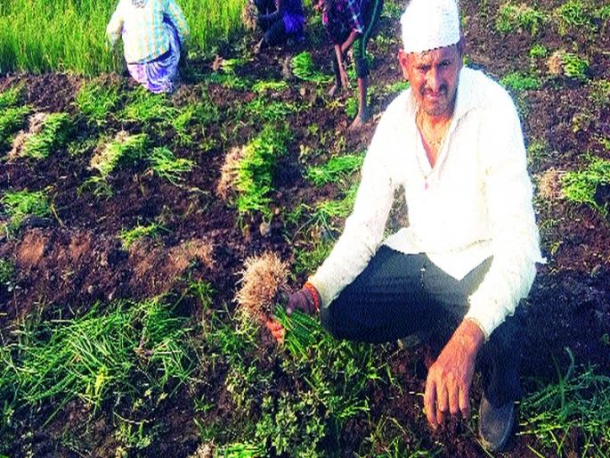Kandalagavad in the eastern part | पूर्व भागात कांदालागवड जोरात Kandalagavad in the eastern part | पूर्व भागात कांदालागवड जोरात
