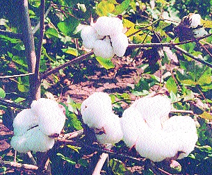 This year the crop area in Aurangabad district will come down | औरंगाबाद जिल्ह्यात यंदा कपाशी क्षेत्र घटणार This year the crop area in Aurangabad district will come down | औरंगाबाद जिल्ह्यात यंदा कपाशी क्षेत्र घटणार