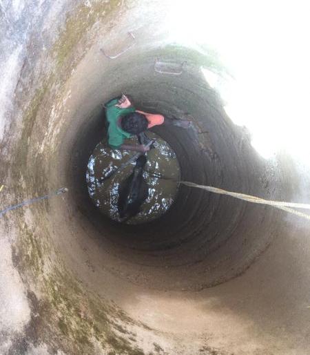 bullock saved by people in Gadchiroli | गडचिरोलीत ३० फूट खोल विहिरीत पडलेल्या गोऱ्ह्याला वाचवले bullock saved by people in Gadchiroli | गडचिरोलीत ३० फूट खोल विहिरीत पडलेल्या गोऱ्ह्याला वाचवले