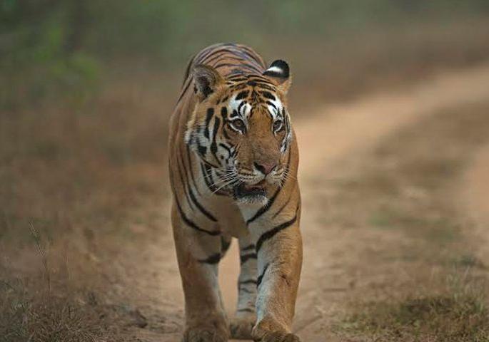 Check-out of the 'Carridor' route of Tigers in Melghat | मेळघाटातील वाघांच्या ‘कॅरिडॉर’ मार्गाची चाचपणी