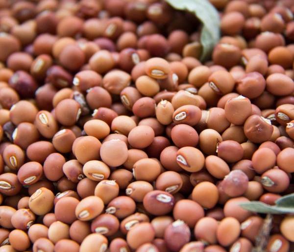 Naphed does not pay money; Farmers in trouble | नाफेडला विकलेल्या तुरीचे चुकारे नाही; शेतकरी अडचणीत Naphed does not pay money; Farmers in trouble | नाफेडला विकलेल्या तुरीचे चुकारे नाही; शेतकरी अडचणीत