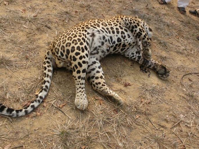 Dead leopard found in the Brahmapuri forest section of Chandrapur district | चंद्रपूर जिल्ह्यातील ब्रह्मपुरी वनविभागात आढळला मृत बिबट Dead leopard found in the Brahmapuri forest section of Chandrapur district | चंद्रपूर जिल्ह्यातील ब्रह्मपुरी वनविभागात आढळला मृत बिबट