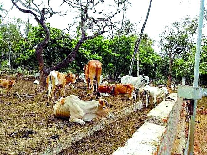 Why are not fodder camps in Vidarbha? | विदर्भात चारा छावण्या का नाहीत?