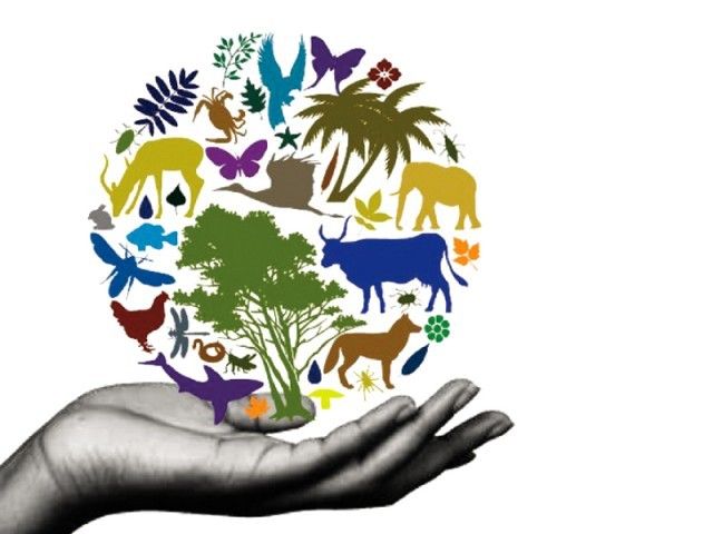 International Biodiversity Day; ignorance for formation of committee at municipal level | आंतरराष्ट्रीय जैवविविधता दिन; महापालिकास्तरावर समिती स्थापन करण्याबाबत अनास्था International Biodiversity Day; ignorance for formation of committee at municipal level | आंतरराष्ट्रीय जैवविविधता दिन; महापालिकास्तरावर समिती स्थापन करण्याबाबत अनास्था