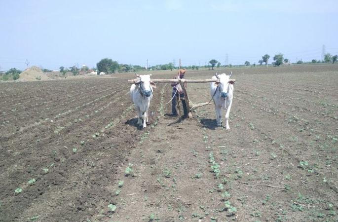 Four lakh 10 thousand 684 farmers of the state will get subsidy | राज्यातील चार लाख दहा हजार ६८४ शेतकऱ्यांना अनुदान मिळणार