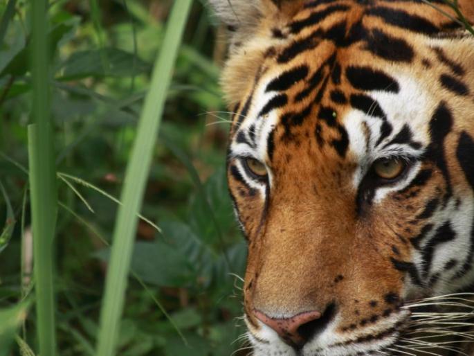 From October 1, the tourism in Vidarbha begins | १ ऑक्टोबरपासून विदर्भात वनपर्यटन सुरू From October 1, the tourism in Vidarbha begins | १ ऑक्टोबरपासून विदर्भात वनपर्यटन सुरू