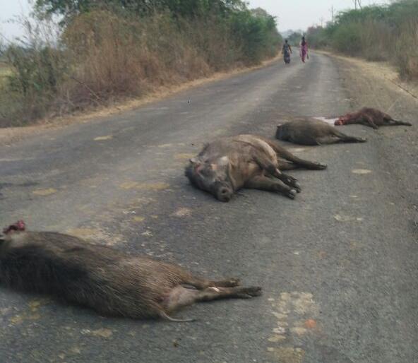 Four wild boars dead on the Tehogaw-Kothari road in Chandrapur district | अज्ञात वाहनाच्या धडकेत चंद्रपूर जिल्ह्यात चार रानटी डुक्कर ठार