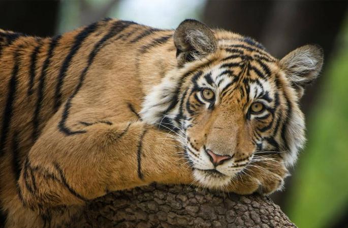 19 crore to protect tigers in Vidarbha | विदर्भातील वाघांच्या संरक्षणासाठी १९ कोटी 19 crore to protect tigers in Vidarbha | विदर्भातील वाघांच्या संरक्षणासाठी १९ कोटी