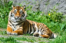 The conditional permission to arrest the tigress in Chandrapur district | चंद्रपूर जिल्ह्यात धुमाकूळ घालणाऱ्या वाघिणीचा बंदोबस्त करण्याची सशर्त परवानगी The conditional permission to arrest the tigress in Chandrapur district | चंद्रपूर जिल्ह्यात धुमाकूळ घालणाऱ्या वाघिणीचा बंदोबस्त करण्याची सशर्त परवानगी