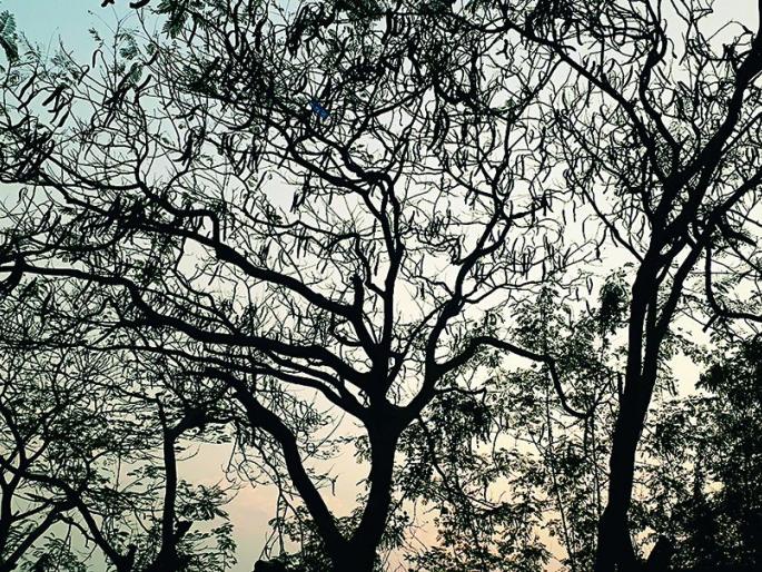 World forest day! State's affluence of forests is only on Vidharbha | जागतिक वन दिन! राज्यातील वनसंपदेची भिस्त विदर्भावरच World forest day! State's affluence of forests is only on Vidharbha | जागतिक वन दिन! राज्यातील वनसंपदेची भिस्त विदर्भावरच