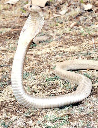 The white snake found for the first time in Wardha district | वर्धा जिल्ह्यात प्रथमच आढळला पांढरा नाग