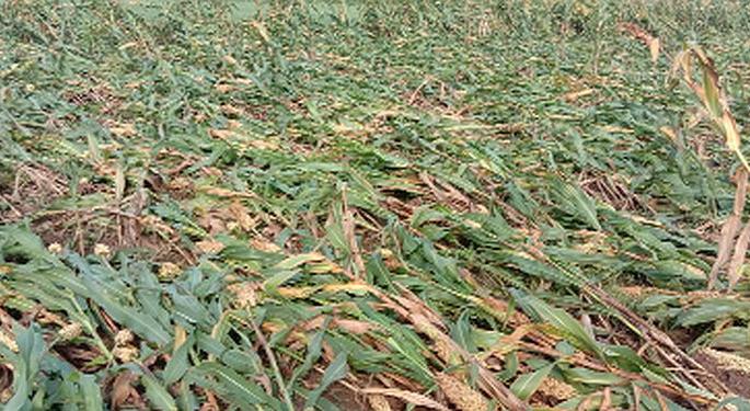 Crop damage due to torrential rains | वादळी पावसामुळे पिकांचे नुकसान Crop damage due to torrential rains | वादळी पावसामुळे पिकांचे नुकसान