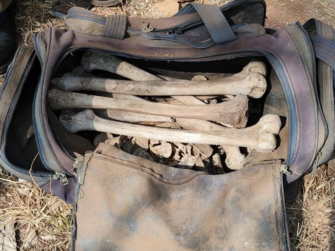 Bones found in a bag in Tapovan plain in Kolhapur | कोल्हापुरात तपोवन मैदानात बॅगेत आढळली हाडे, परिसरात खळबळ Bones found in a bag in Tapovan plain in Kolhapur | कोल्हापुरात तपोवन मैदानात बॅगेत आढळली हाडे, परिसरात खळबळ