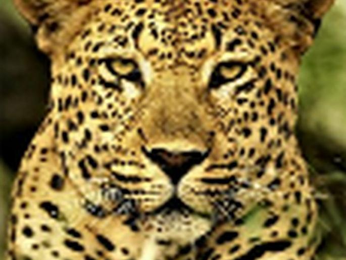 Leopard poaching at Chinchkhede | चिंचखेडे येथे बिबट्याचा धुमाकूळ Leopard poaching at Chinchkhede | चिंचखेडे येथे बिबट्याचा धुमाकूळ