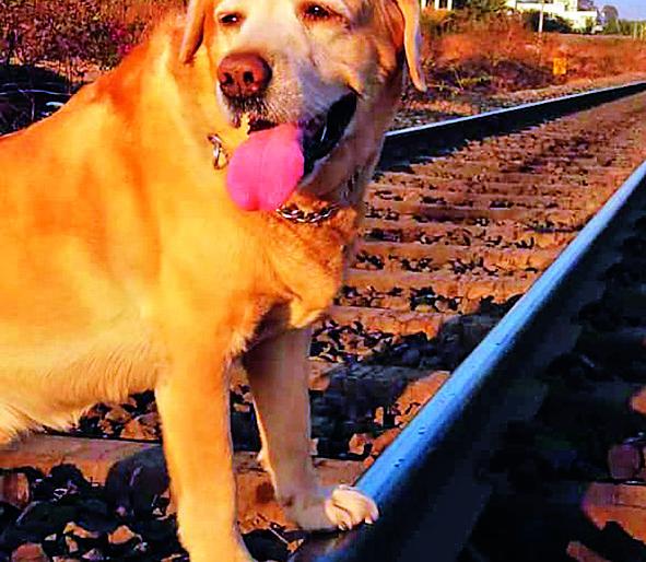 Goodbye of 'Buddy'! : Service for 11 years Police force | तल्लक बुद्धीच्या ‘गोल्डी’चा अलविदा! : ११ वर्षे पोलीस दलात सेवा Goodbye of 'Buddy'! : Service for 11 years Police force | तल्लक बुद्धीच्या ‘गोल्डी’चा अलविदा! : ११ वर्षे पोलीस दलात सेवा