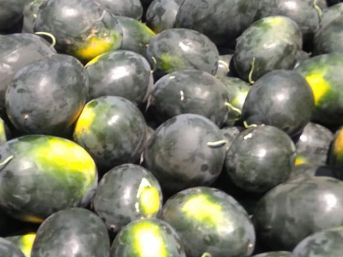 Sugarlings to the Sangliks' Kalinga delights | उन्हाळा वाढू लागला की सांगलीकरांना शुगरकिंग’ कलिंगडाची भुरळ Sugarlings to the Sangliks' Kalinga delights | उन्हाळा वाढू लागला की सांगलीकरांना शुगरकिंग’ कलिंगडाची भुरळ