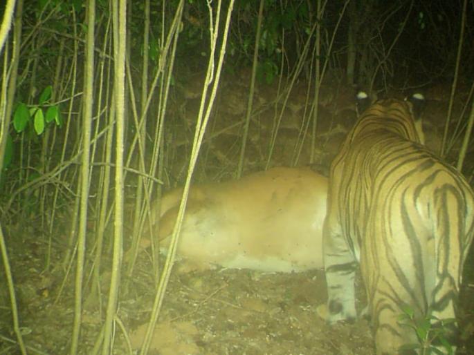The entire tiger family reappeared at Fondaghat | फोंडाघाटात वाघाच्या संपूर्ण परिवाराने पुन्हा दिले दर्शन The entire tiger family reappeared at Fondaghat | फोंडाघाटात वाघाच्या संपूर्ण परिवाराने पुन्हा दिले दर्शन