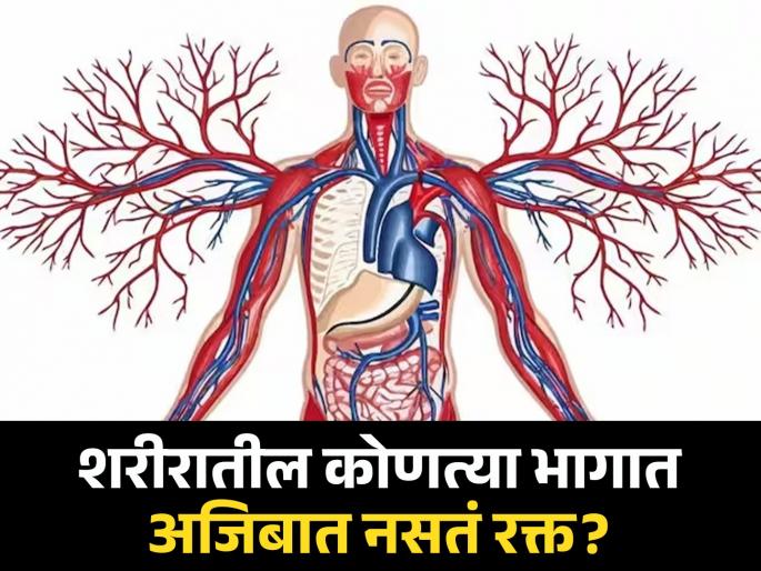 There is an organ in the body that does not have blood, so how does it work? | शरीरातील एक असा अवयव असतो ज्यात नसतं रक्त, मग त्याचं काम कसं चालतं? There is an organ in the body that does not have blood, so how does it work? | शरीरातील एक असा अवयव असतो ज्यात नसतं रक्त, मग त्याचं काम कसं चालतं?