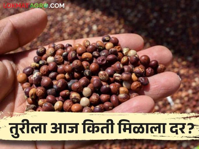 Todays Tur Rates Arrival of only 21 quintal Tur today How much was the rate across the state? | Today's Tur Rates : आज केवळ २१ क्विंटल तुरीची आवक! राज्यभरात किती मिळाला दर? Todays Tur Rates Arrival of only 21 quintal Tur today How much was the rate across the state? | Today's Tur Rates : आज केवळ २१ क्विंटल तुरीची आवक! राज्यभरात किती मिळाला दर?