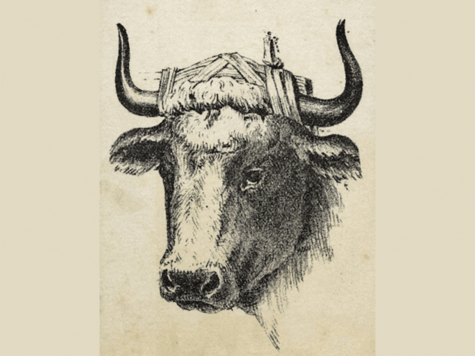 Optical illusion Challenge : find and show the owner of this cow within just 7 seconds | 7 सेकंदात या गायीच्या मालकाला शोधणारे ठरतील जीनिअस, बघा तुम्हाला दिसतो का! Optical illusion Challenge : find and show the owner of this cow within just 7 seconds | 7 सेकंदात या गायीच्या मालकाला शोधणारे ठरतील जीनिअस, बघा तुम्हाला दिसतो का!