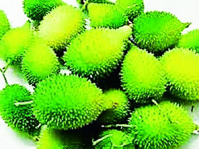 250 per kg | कर्टुले २५० रुपये किलो 250 per kg | कर्टुले २५० रुपये किलो