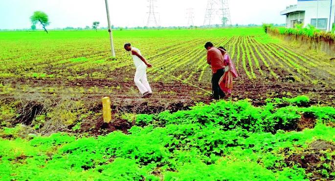 Waiting for strong rain, Verd and Morshi | वरूड, मोर्शीला दमदार पावसाची प्रतीक्षा