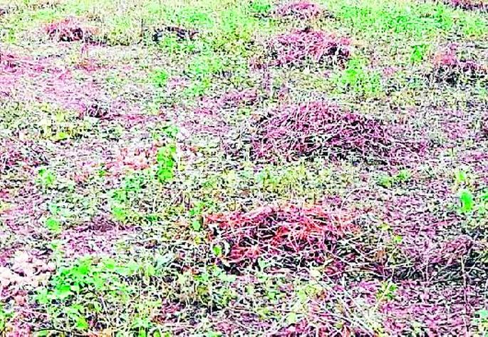 Soybean growers in the dark of Diwali | सोयाबीन उत्पादकांची दिवाळी अंधारात