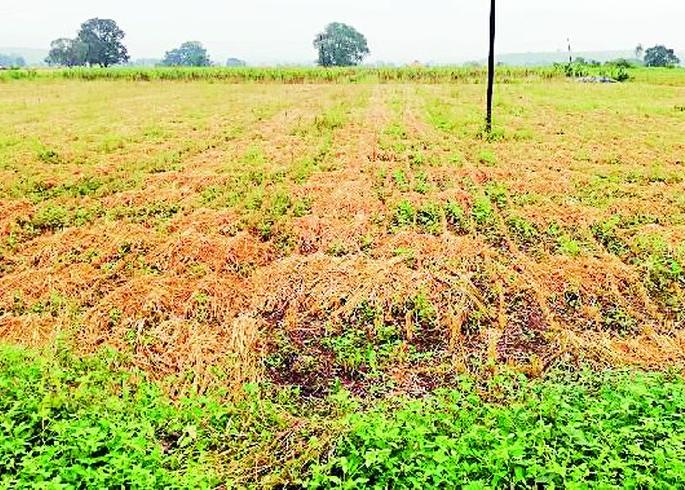 Soybean custard with return rains | परतीच्या पावसाने सोयाबीन गारद Soybean custard with return rains | परतीच्या पावसाने सोयाबीन गारद