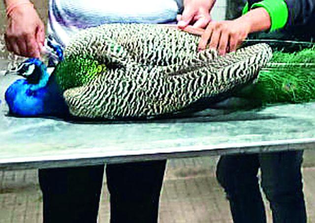 After all, the 'Junk' | अखेर 'त्या' मोराची प्राणज्योत मालवली After all, the 'Junk' | अखेर 'त्या' मोराची प्राणज्योत मालवली