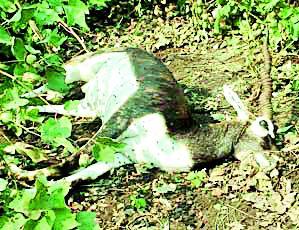 Kalvita's funeral without postmortem | पोस्टमार्टेम न करता काळविटाचा दफनविधी Kalvita's funeral without postmortem | पोस्टमार्टेम न करता काळविटाचा दफनविधी