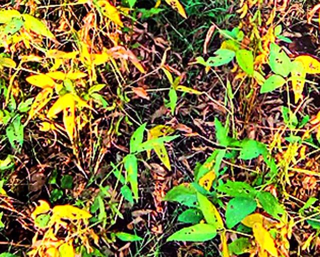 Soybean Materias, when the survey? | सोयाबीनचे मातेरे, सर्वेक्षण केव्हा? Soybean Materias, when the survey? | सोयाबीनचे मातेरे, सर्वेक्षण केव्हा?