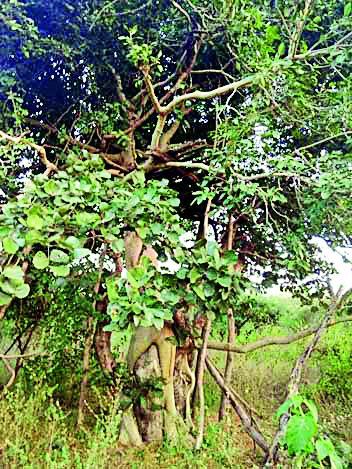 Shahi banquet on leopard sculpture | बिबट्याची मचाणावर शाही मेजवानी Shahi banquet on leopard sculpture | बिबट्याची मचाणावर शाही मेजवानी