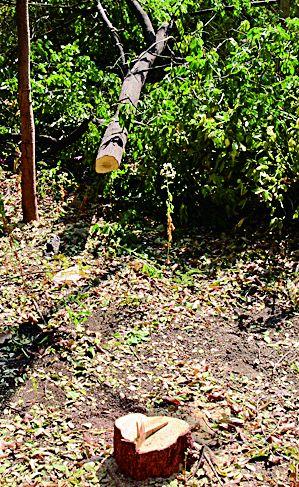 13-year-old sandalwood tree stolen from ZDP | झेडपीतून १३ वर्षांच्या चंदन झाडाची चोरी  13-year-old sandalwood tree stolen from ZDP | झेडपीतून १३ वर्षांच्या चंदन झाडाची चोरी