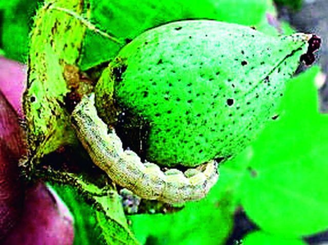 Rs. 659 crores got needed Rs. 57 crores | ६५९ कोटींची गरज मिळाले ५७ कोटी रुपये Rs. 659 crores got needed Rs. 57 crores | ६५९ कोटींची गरज मिळाले ५७ कोटी रुपये