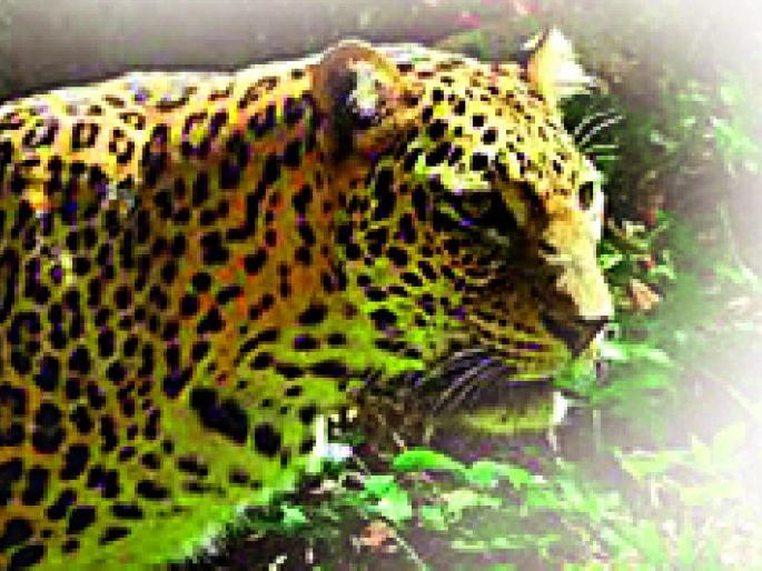Leopard sightings in Mahadevkhori area | महादेवखोरी भागात बिबट्याचे दर्शन Leopard sightings in Mahadevkhori area | महादेवखोरी भागात बिबट्याचे दर्शन