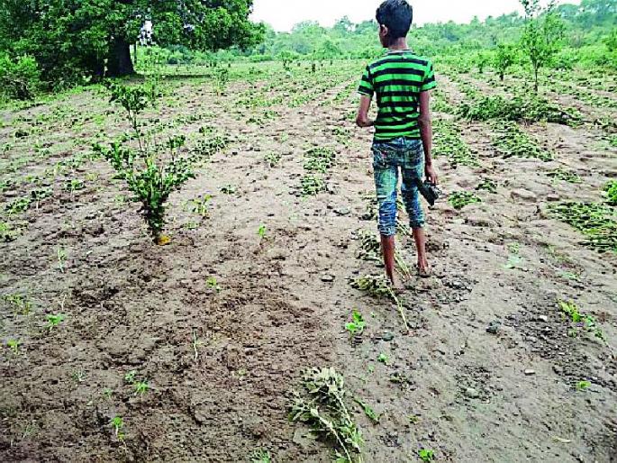 Due to drainage flooding, the crop has gone in the fields | नाल्याच्या पुरामुळे शेतातील पीक गेले खरडून Due to drainage flooding, the crop has gone in the fields | नाल्याच्या पुरामुळे शेतातील पीक गेले खरडून