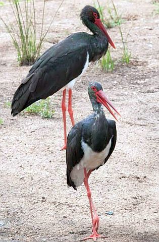 Rare 'Black Stark' first found in Bhandara district | भंडारा जिल्ह्यात प्रथमच आढळला दुर्मीळ ‘ब्लॅक स्टार्क’