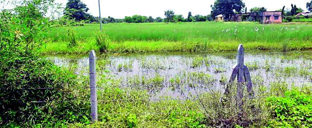 35 acres of white groves | ३५ एकरात पिकतो पांढरा पडाळ 35 acres of white groves | ३५ एकरात पिकतो पांढरा पडाळ