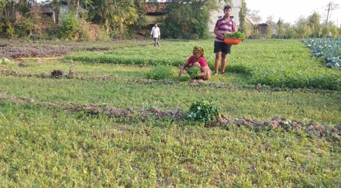 If you want to eat leafy vegetables ... come to Palandur in Bhandara district! | पालेभाजी खायची आहे तर... भंडारा जिल्ह्यातील पालांदूरला या! If you want to eat leafy vegetables ... come to Palandur in Bhandara district! | पालेभाजी खायची आहे तर... भंडारा जिल्ह्यातील पालांदूरला या!